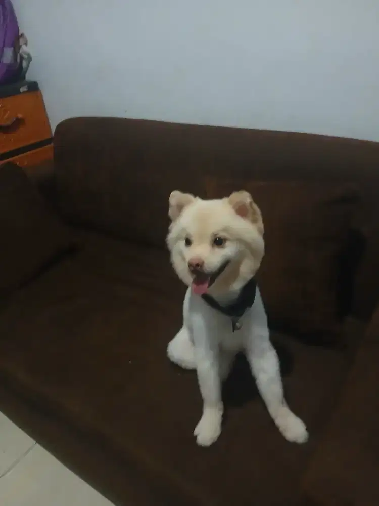 Yana vet grooming panggilan