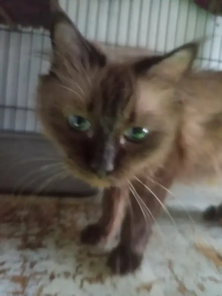 Kucing Persia betina Himalaya warna langka