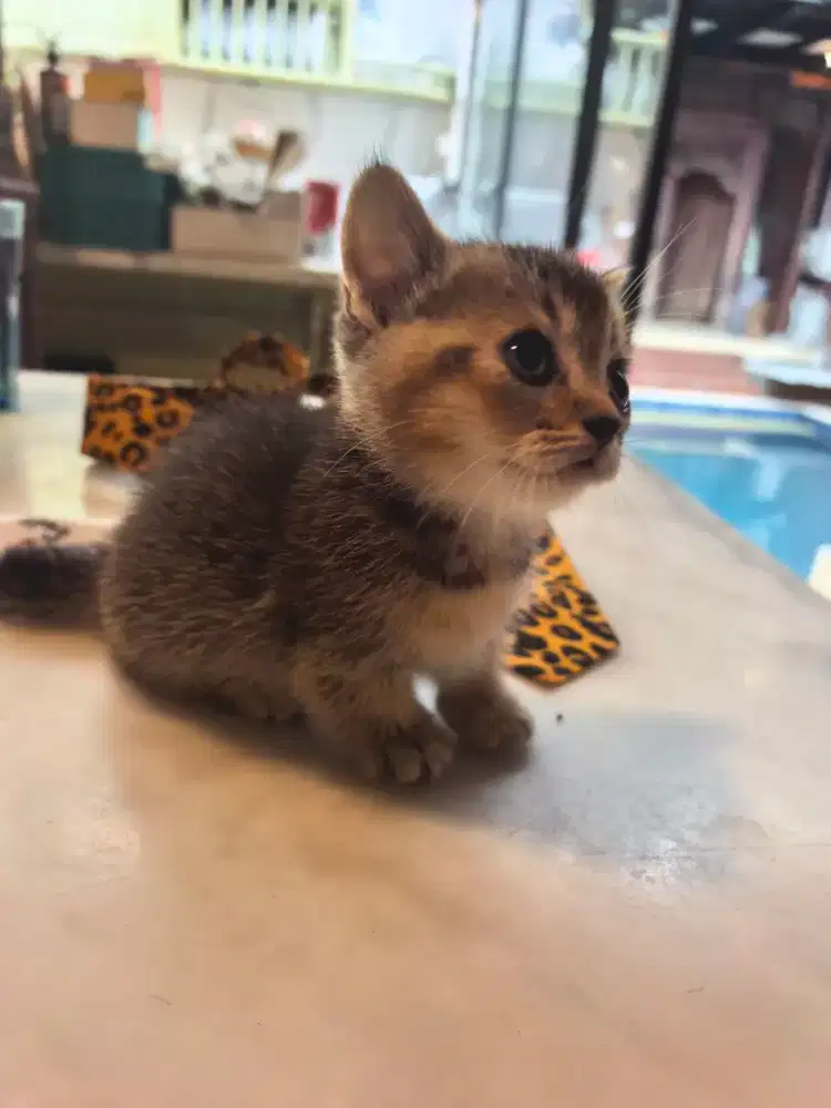 Munchkin BSH SF