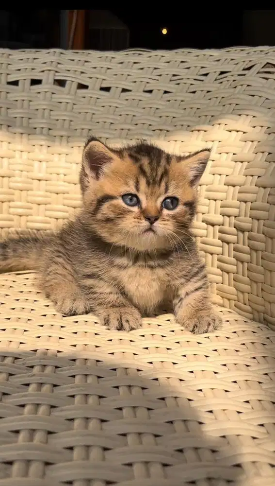 British Shorthair(BSH) Munchkin