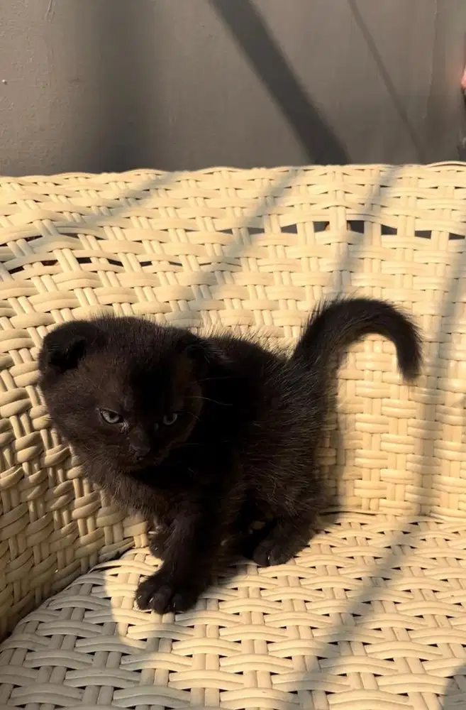 Bristish Shorthair (BSH) FullBlack