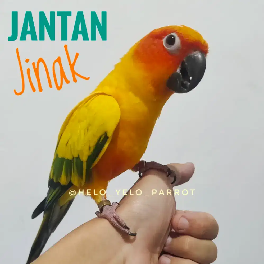 Sun Conure / Sunconure Jantan Dewasa Jinak