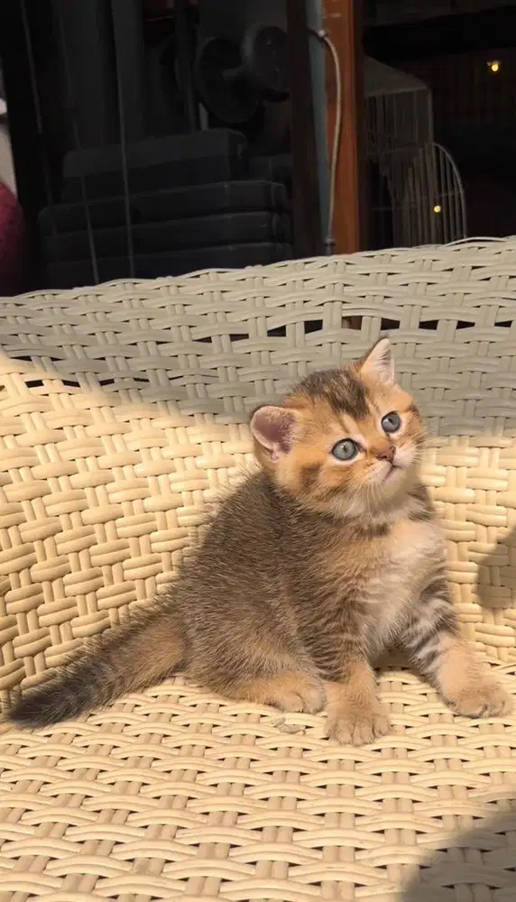 British Shorthair Golden