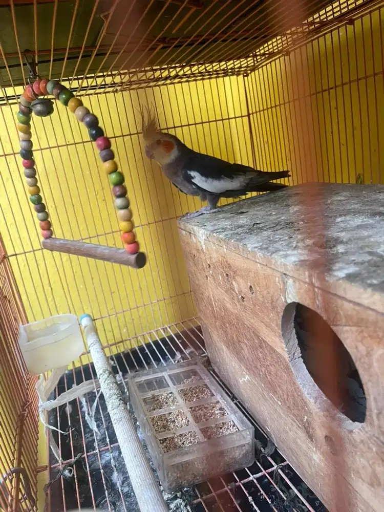 Falk cockatiel parkit australia