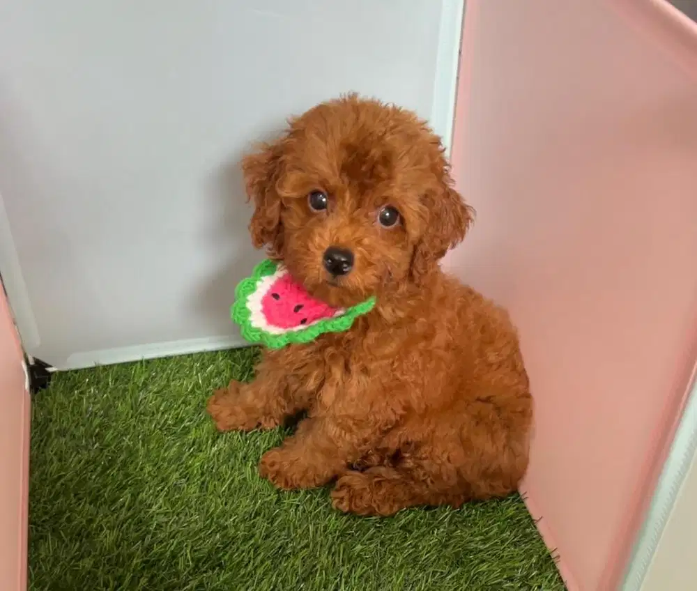 Poodle jantan warna super red
