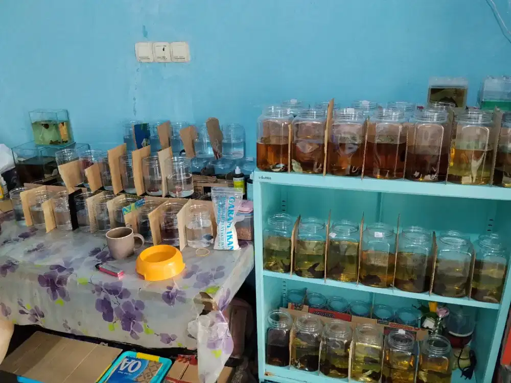 ikan cupang hias bagus bagus dan sehat
