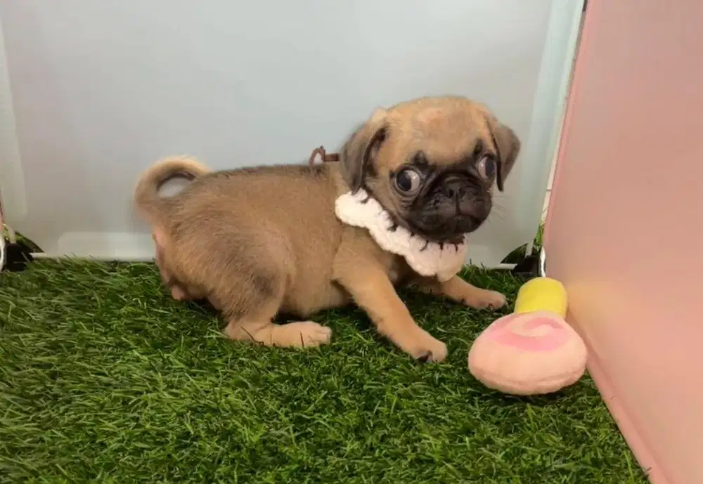 Pug jantan dempek gemes