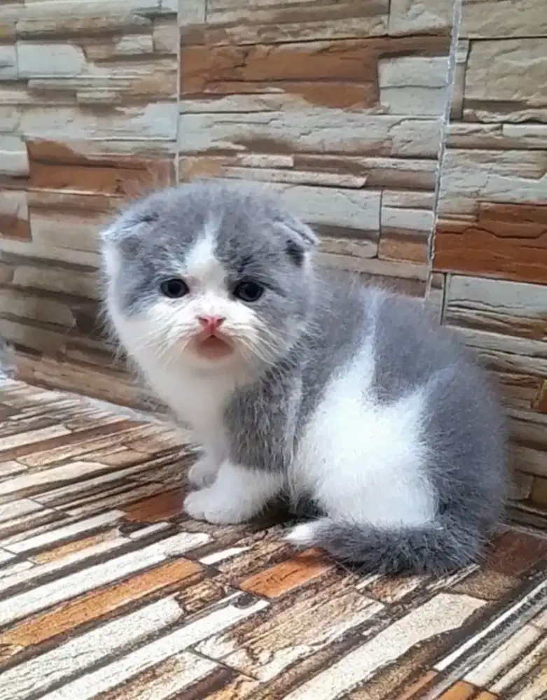 Kitten Scottish fold