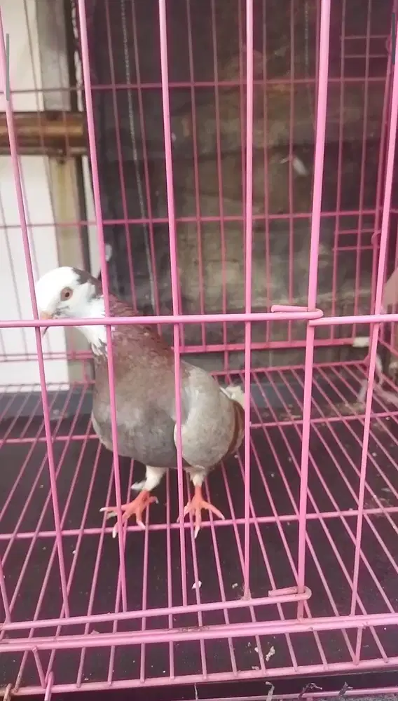 Burung dara blantong ekput