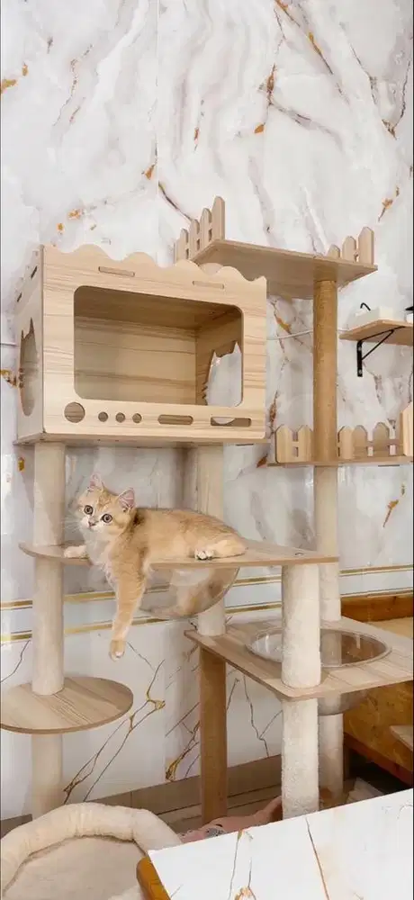 Kitten BSH | British Short Hair golden Jantan buled