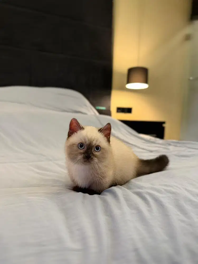 Kucing Munchkin British Shorthair MALE SF BSH
