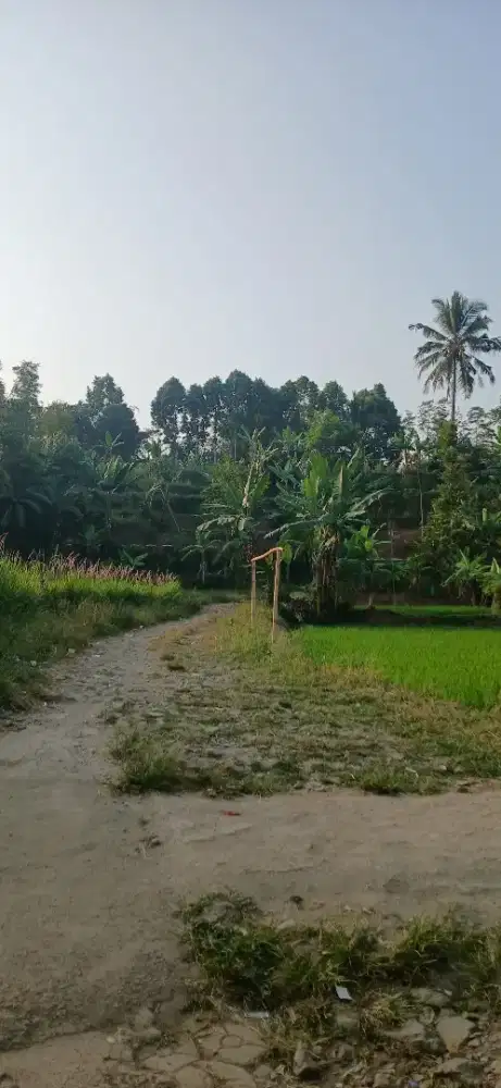 Tanah sawah murah asri