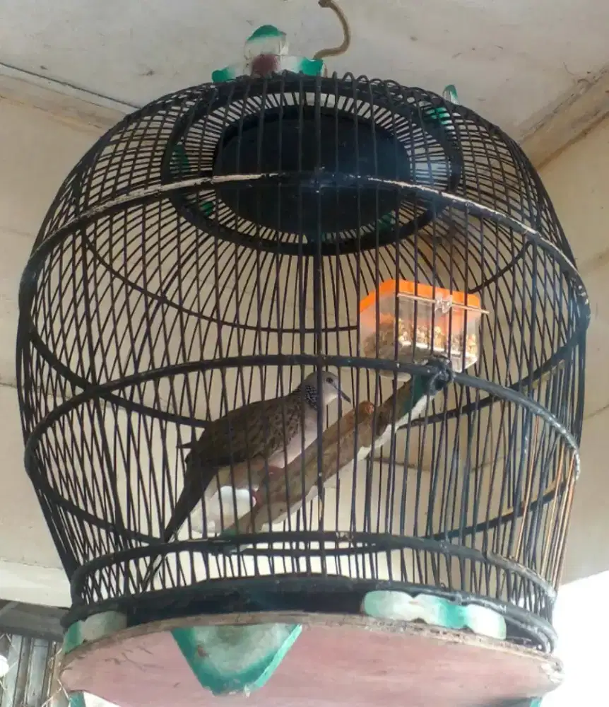 Derkuku lawas, jinak, kuk 1 suara gede mgebas kalem.