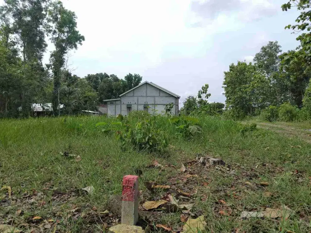tanah Bolorejo banaran sambungmacan sragen
