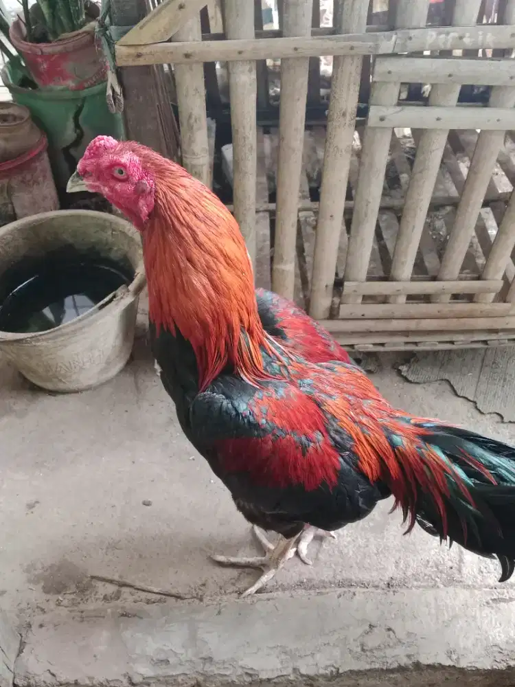 Ayam bangkok super
