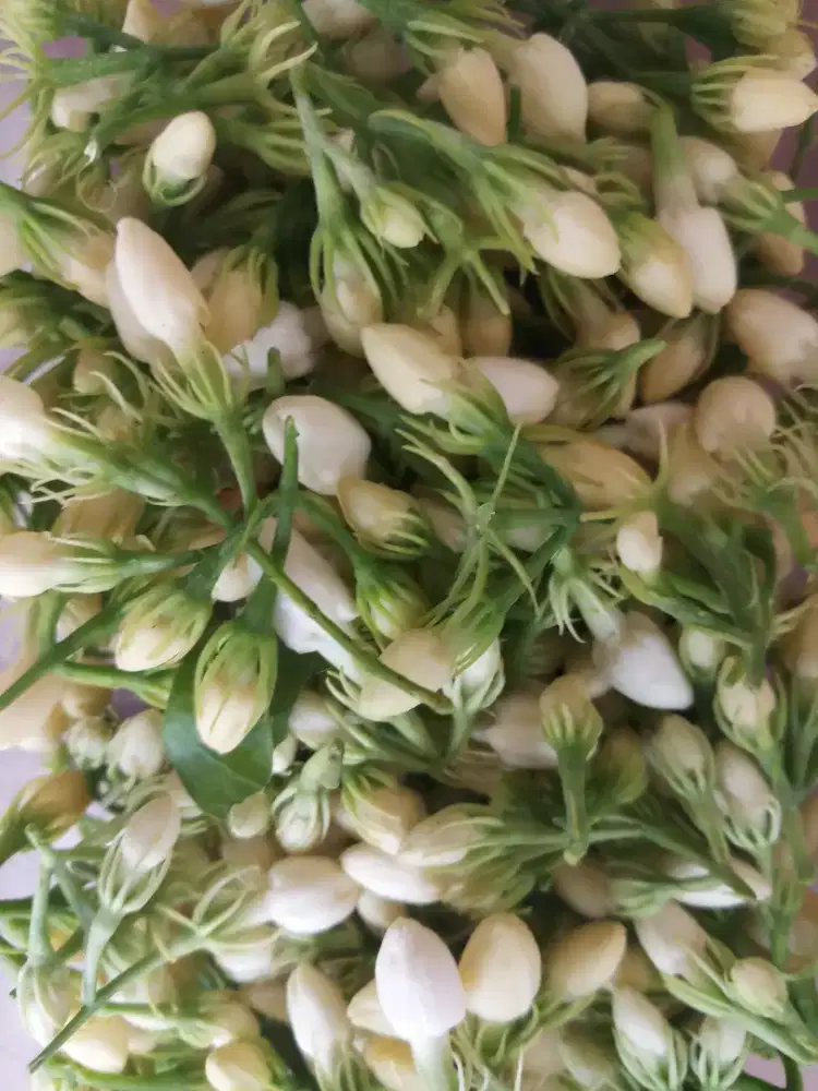 Bunga melati Manten