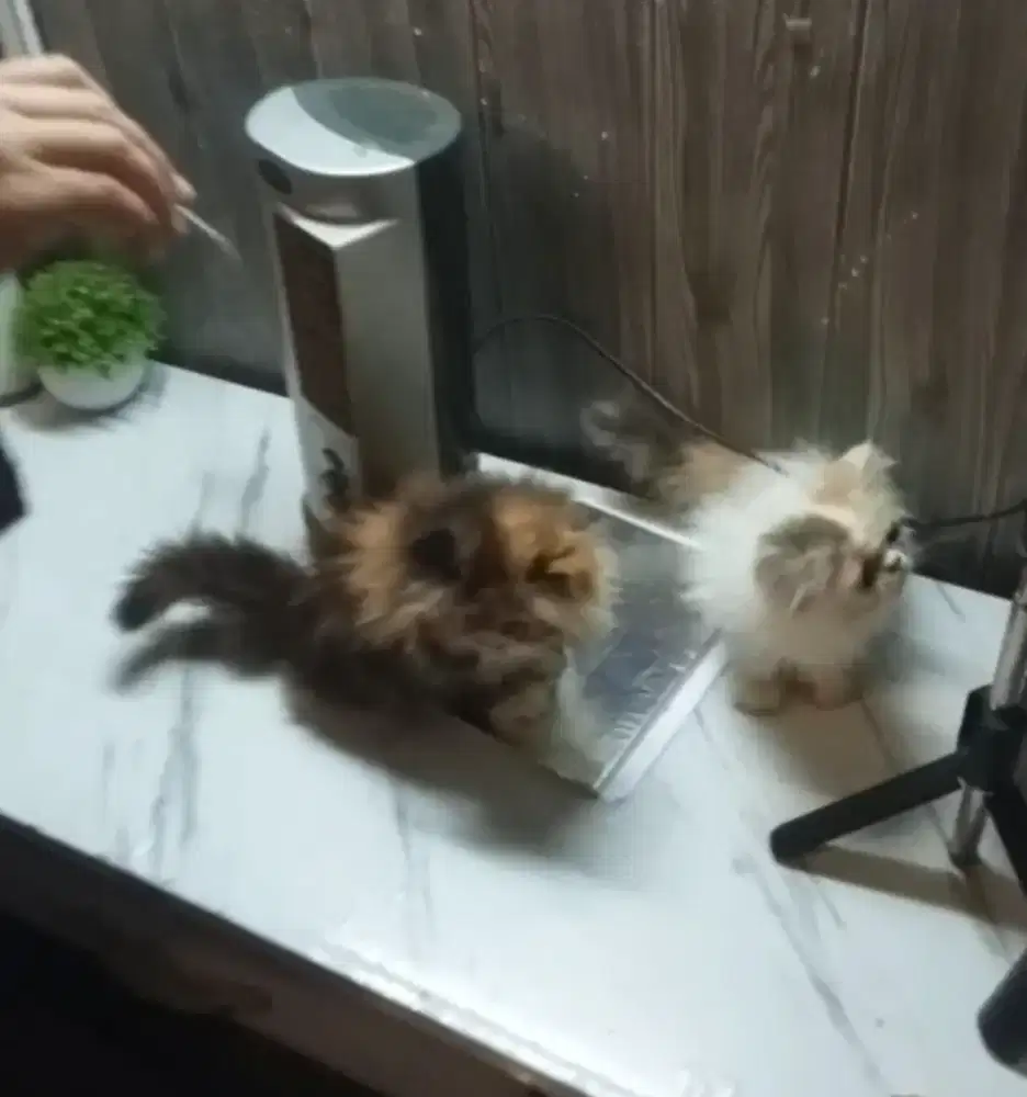 Kitten Persia longhair