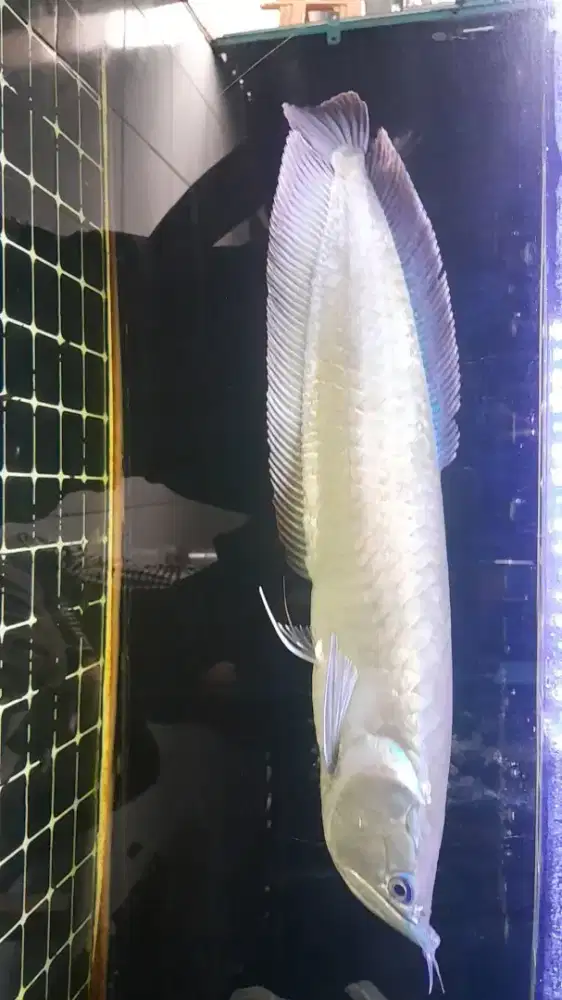 Ikan arwana silver red