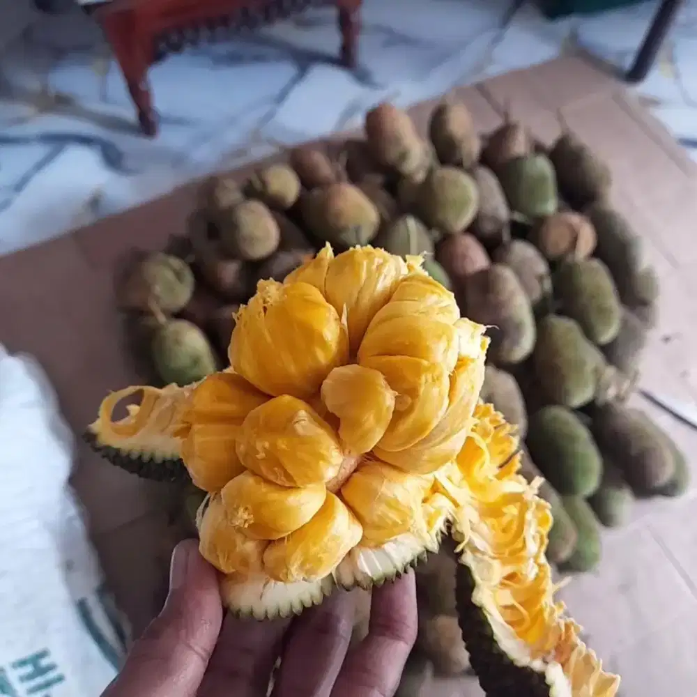 BUAH CEMPEDAK 4000