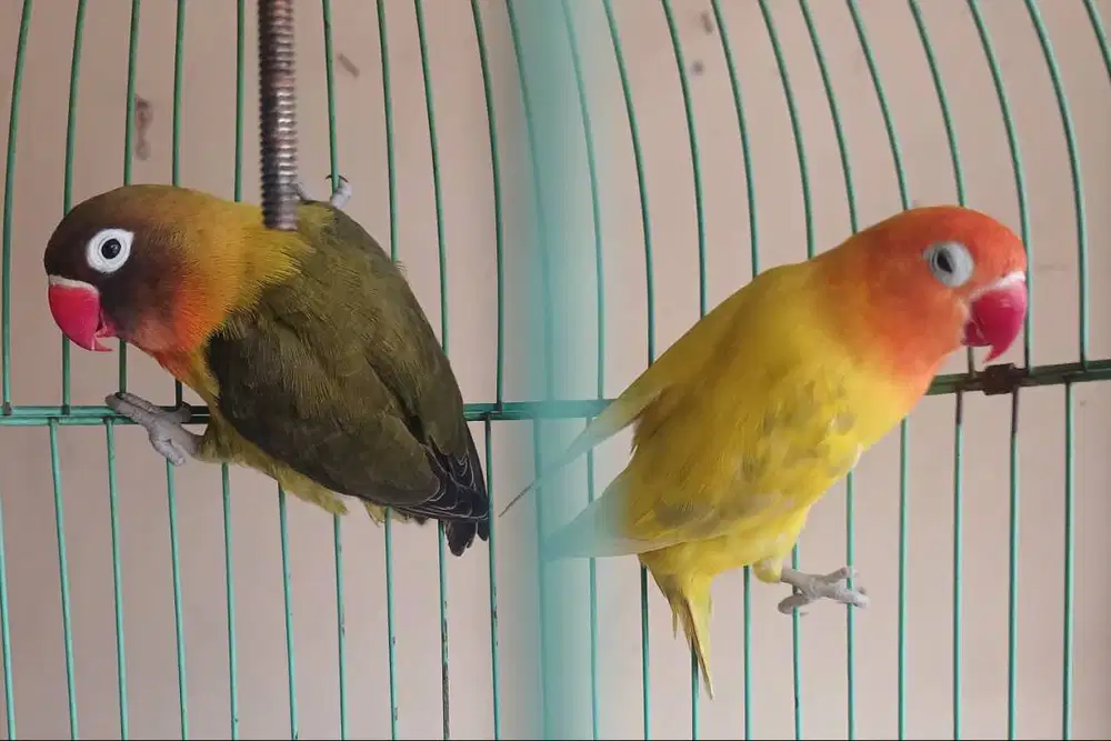 Jual lovebird kuning pastel+olive dark 8sepasang mulus no minus