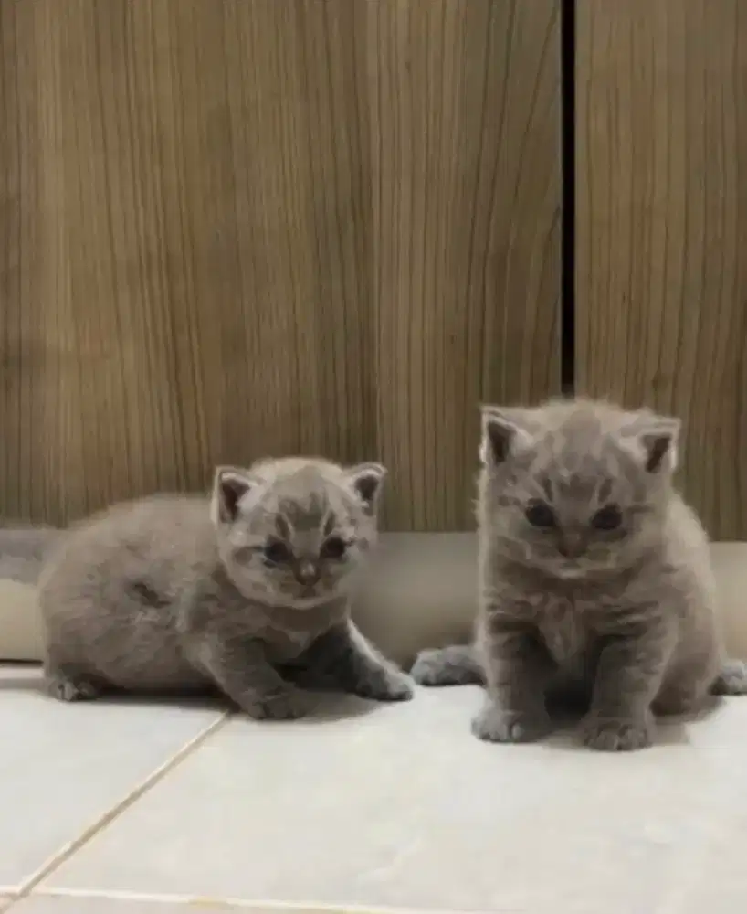 British Short Hair Blue Kitten