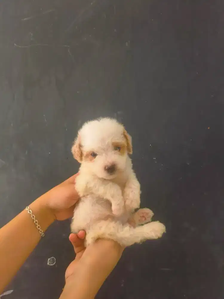 poodle party jntn