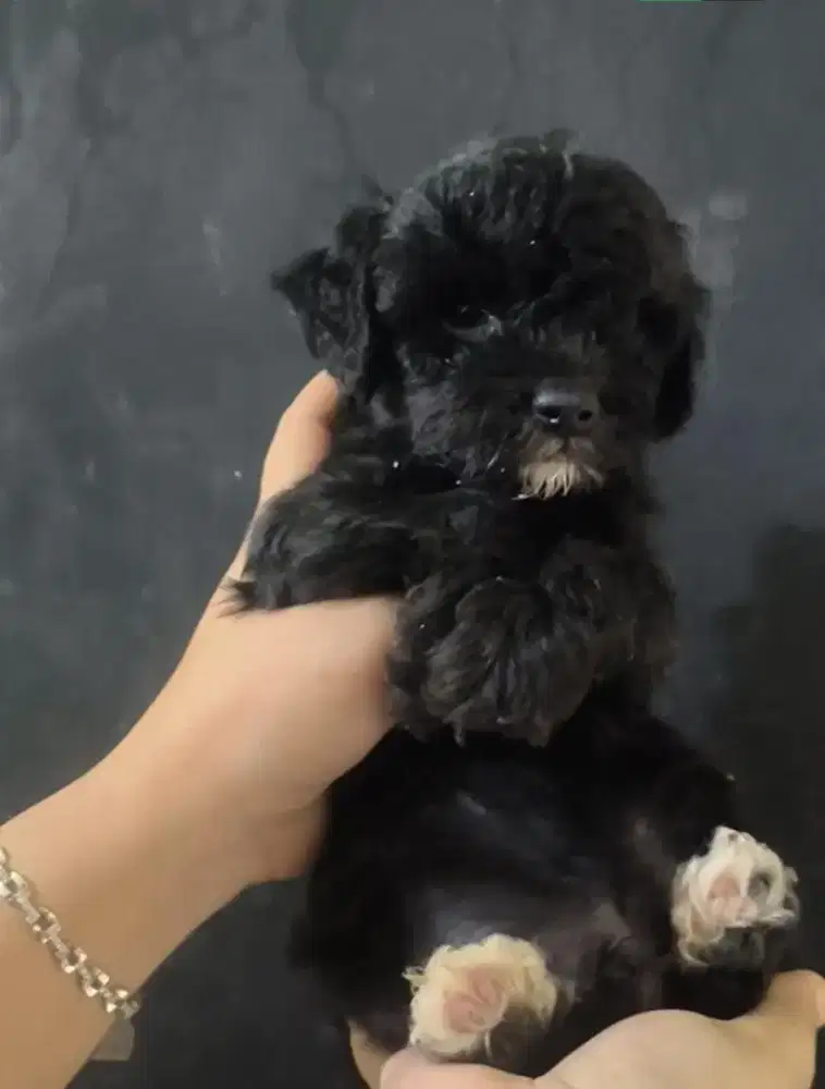 anjing poodle hitam jntn