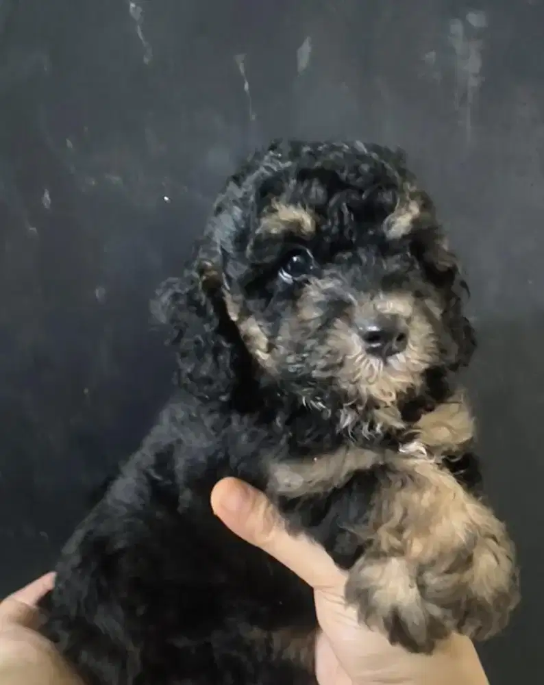 anjing poodle phantom jntn