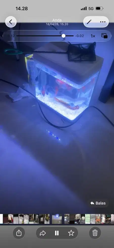 Aquarium mini untuk ikan koi
