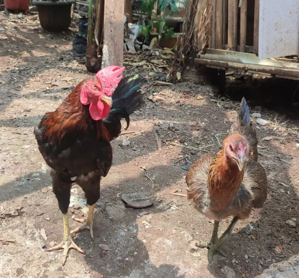 Yg Mau Mulai Ternak ayam kampung KUB