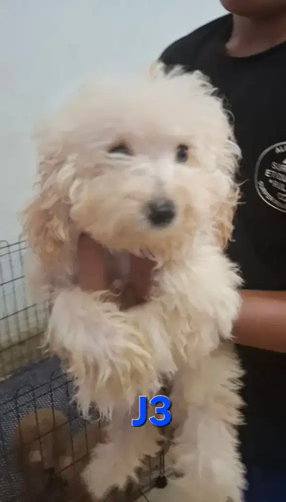 POODLE LIGHT APRICOT JANTAN  MURAH MERIAH