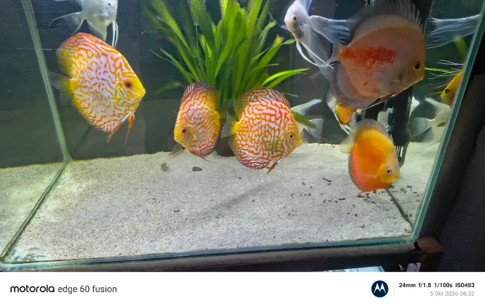 Ikan discus 4.jarian.harga per ekor