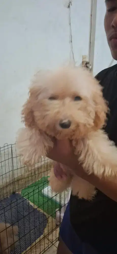 Poodle jantan murah meriah