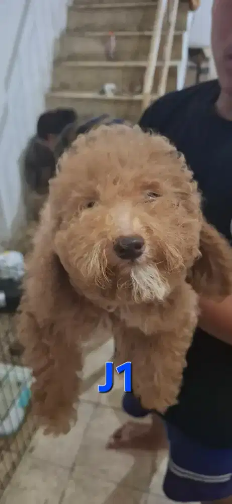POODLE JANTAN BEIGE MURAH PASTI MURAH