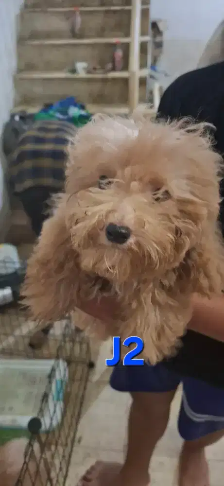 POODLE JANTAN PASTI MURAH MERIAH