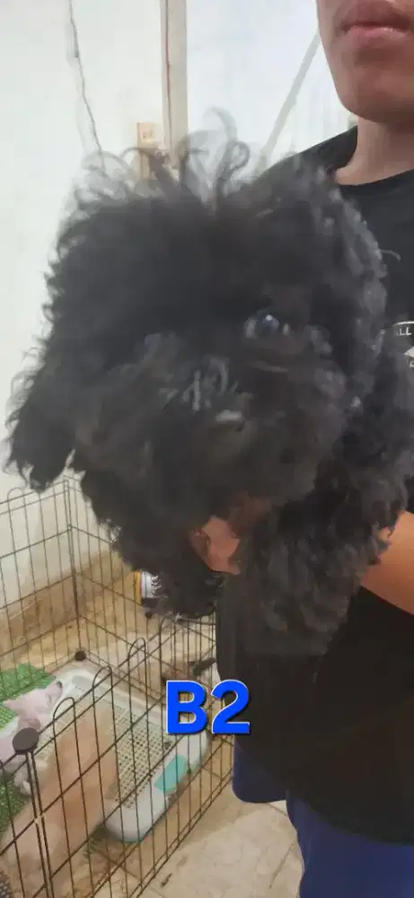 POODLE BETINA , BADAN KECIL MURAH MERIAH