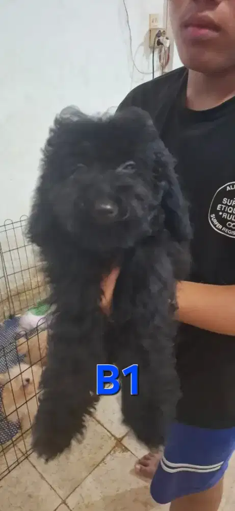 POODLE BETINA, LINCAH MURAH MERIAH