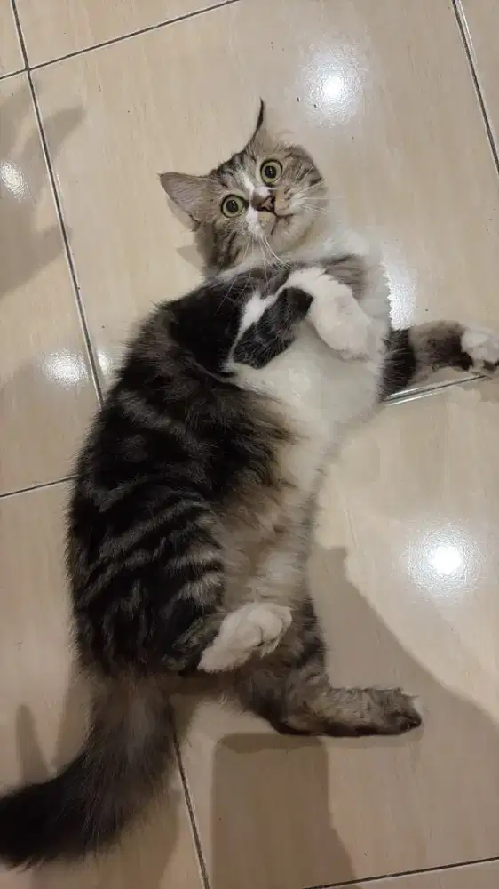 Kucing persia Jantan