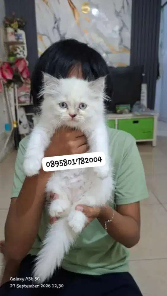 Anak kucing ragdol/kitten ragdol betina /kucing ragdol jantan