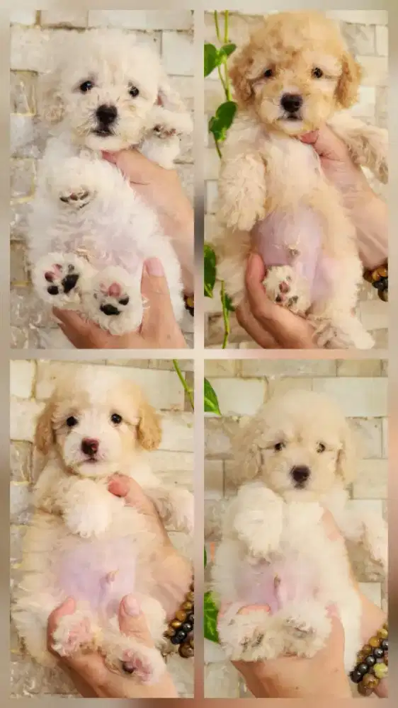 Anakan Poodle Jantan Murahh