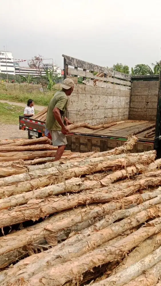 Dolken gelam / bambu / kaso