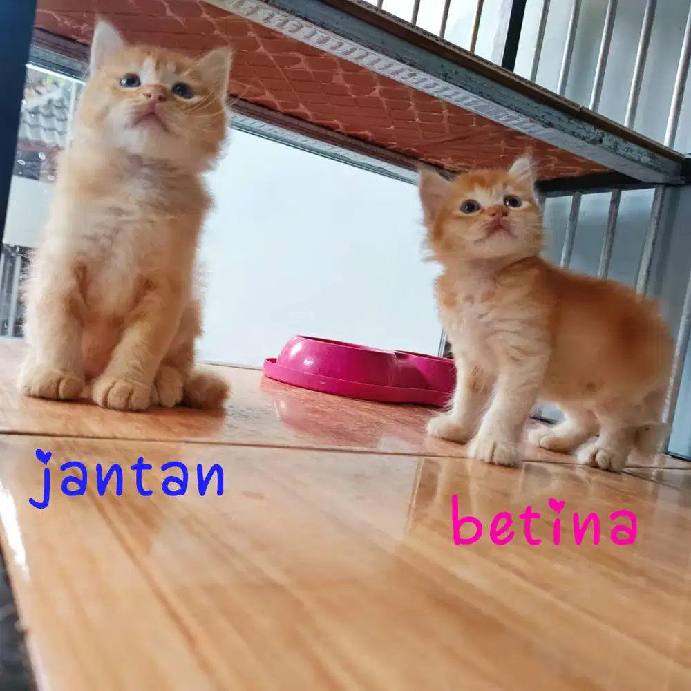 kitten persia mix medium