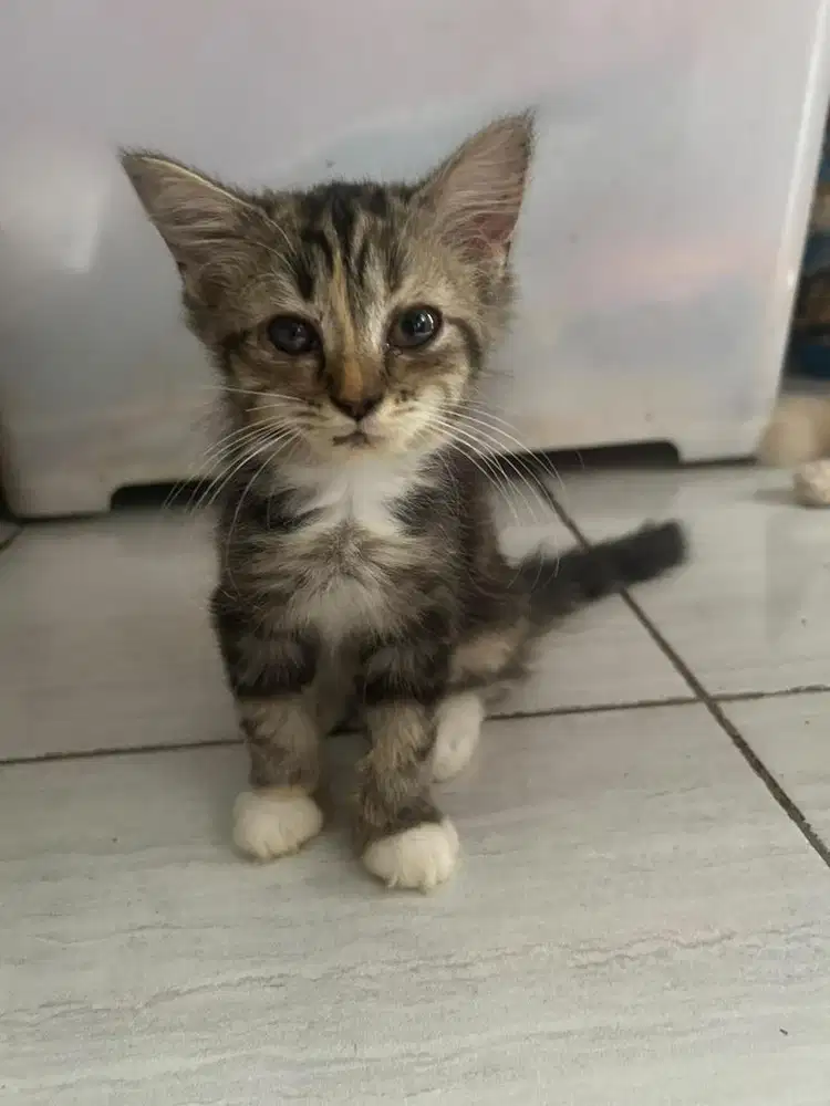 FREE ADOPT KUCING