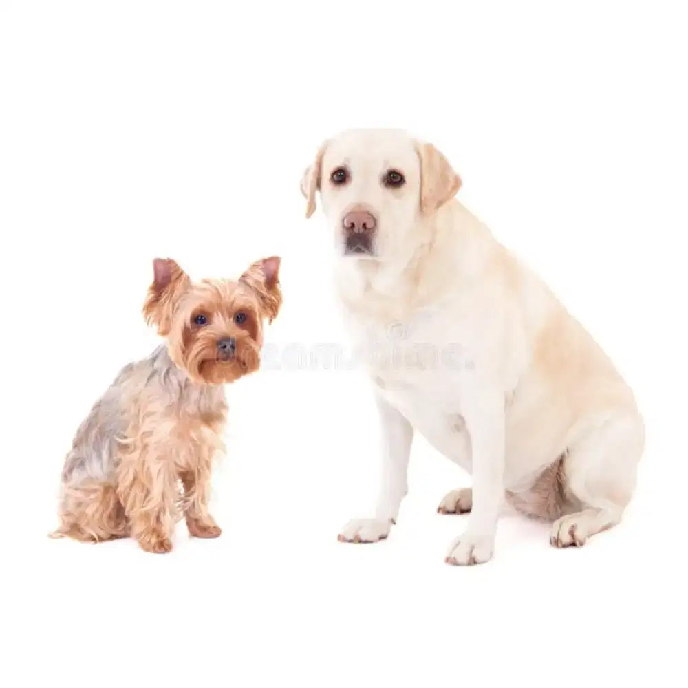 Bersihkan kandang dan kasih makan 2 Anjing