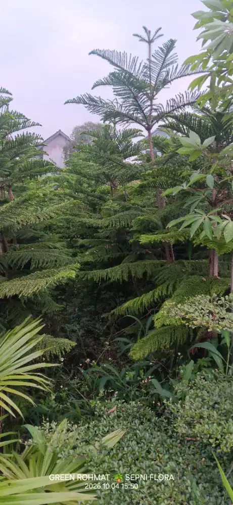 CEMARA norflok tinggi 2 meter