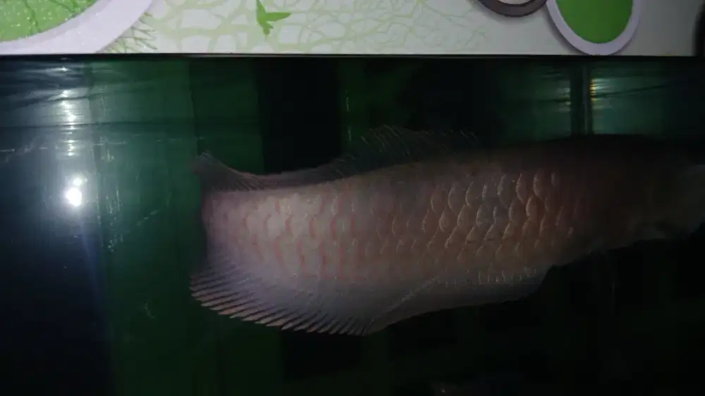 SR -/+ 50cm + aquarium