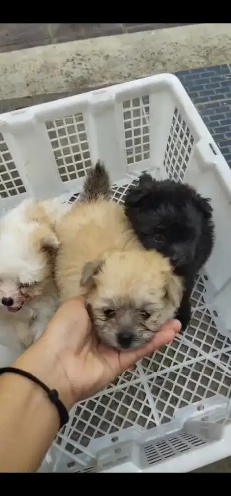 PUPPY MINIPOM X POODLE
