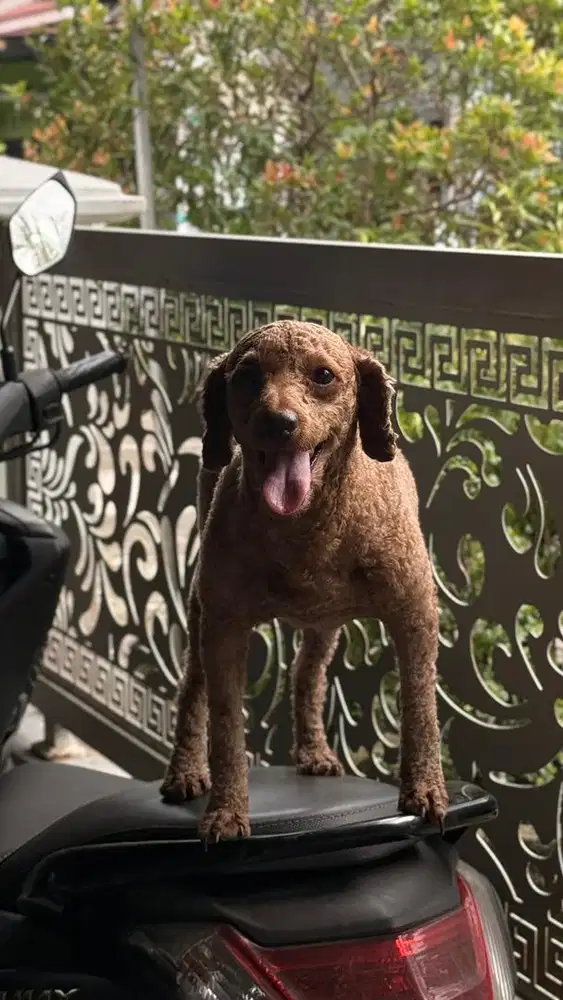 Poodle Sepasang