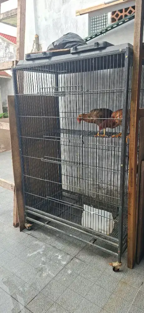 Kandang kucing kandang ayam