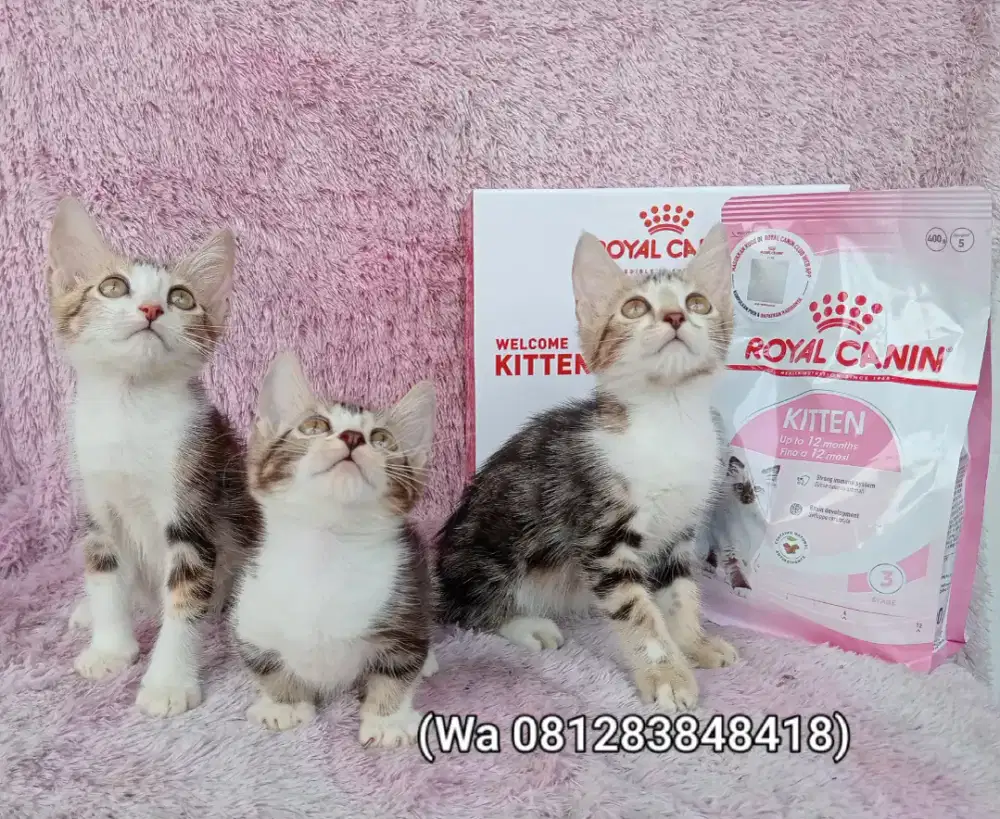 Kucing persia x genetta munchkin,3 ekor